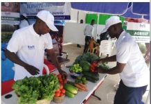 Foire agricole : Zoom sur EDJAREWOU Abalo et BADJALIWA Kossi, maraîchers grâce au crédit AGRISEF du FNFI