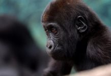Environnement : Un million d’espèces menacées d’extinction sur la planète.