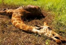 La CITES part en guerre contre l’extinction des espèces protégées dans le monde.