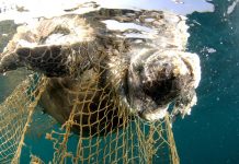 De l’importance de sauver les tortues marines au Togo-