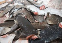 CICA : les pays d’Afrique de l’ouest s’engagent pour la protection du requin-taupe bleu, victime de la surpêche!