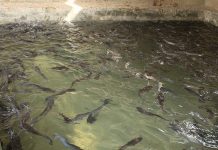 Togo : AGRIPROMO, un véritable espoir de promotion de l’aquaculture à Kara.