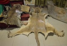 Crimes fauniques : les lions d’Afrique de l’ouest menacés d’extinction