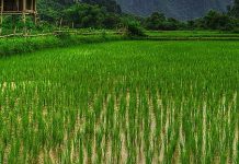 Togo : Le PARTAM ou la nouvelle stratégie de renforcement de la sécurité alimentaire