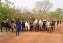 Togo : le Plan Opérationnel de Gestion de la Transhumance (POGT) 2020, sera au cœur des débats au FNPT à Kara.
