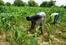 Agrobusiness : une solution pour garantir la sécurité alimentaire et l’inclusion sociale