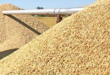 Agriculture : la production du riz augmente au Togo
