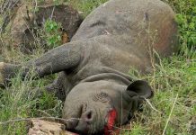 L’Homme, responsable de la disparition de la plupart des espèces animales et végétales