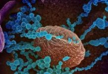 Coronavirus : deux lignes vertes désormais disponibles pour signaler tout cas suspect !