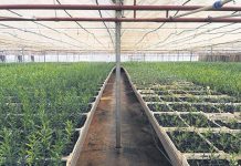 Togo : Bientôt la création et le lancement d’une pépinière d’entreprises autour de l’agropole de Kara.