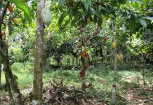 Togo/ Secteur agricole : La pérennité d’importants produits d’exportation garantie grâce au PASA.