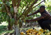 Togo : La remobilisation de la filière café-cacao porte ses fruits grâce à l’appui du PASA.