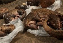 Considéré à tort comme cause de l’émergence du Covid-19, le pangolin toujours menacé d’extinction.