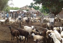 Togo: grâce au PASA les produits d’élevage abondent sur les marchés.