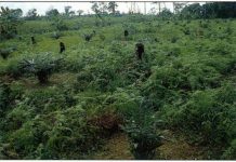 Togo/Agriculture: bientôt la création de 390.000 emplois