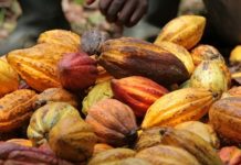 Togo : Avec l’appui du PASA, la zone café-cacao connaît des transformations socioéconomiques perceptibles.