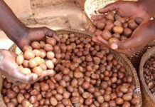 Agriculture : le PRADCIFK en appui à la filière karité au Togo.