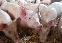 Togo : Infection meurtrière des Porcs à Assahoun.