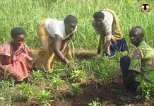 Agriculture : La plateforme numérique va procurer des avantages majeurs aux agriculteurs togolais.