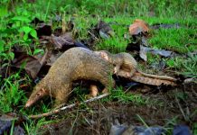 Le pangolin, ni aliment, ni médicament mais régulateur de l’écosystème.