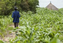 Togo : Où en est-on avec le projet pilote d’agropole de Kara ?