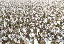 Togo/Filière coton, Après la contre-performance de la campagne 2019-2020, les regards sont tournés vers 2021.