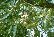 Togo: Faire du Karité une culture de rente, pour répondre aux objectifs de l’AMK.