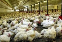 Togo : L’importation des produits avicoles conditionnée en raison du Covid-19.