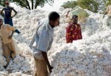 Campagne 2020-2021: Le Togo fixe le prix du coton graine à 225 FCFA/Kg