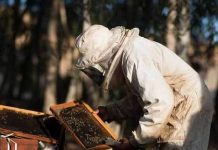 Avec l’aide du PASA, l’apiculture est en pleine croissance à Adjengré.