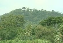 PASA : Zoom sur les impacts des fours améliorés sur le couvert forestier !