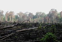 Le Togo veut restaurer 1,4 millions d’hectares déboisés ou dégradés.