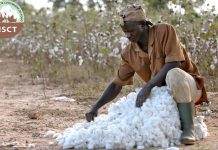 Campagne agricole 2020-2021 : La filière cotonnière, plus qu’une priorité !