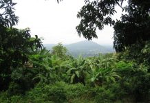 Togo : Vers la restauration de 35.000 hectares de forêts.
