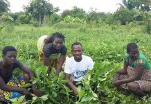Togo : 79,68% des agriculteurs travaillent en association.