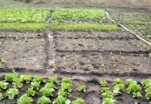 Fertitogo : L’ITRA bénéficie d’un soutien technique et financier de la Fondation OCP.