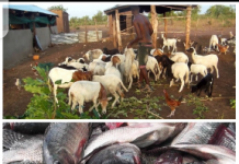 Le Togo veut donner un coup de pouce à la production animale et halieutique.