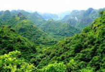PNIF : Le Togo décaisse 60 milliards FCFA pour une gestion durable de ses forêts.