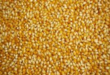 Agriculture : La filière maïs en plein essor au Togo.