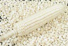 Togo/Culture du maïs : Toujours des données rassurantes.