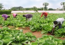 PPAAO-Togo : Neuf ans d’exécution, 613.610 bénéficiaires touchés.