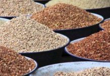 Togo : la production céréalière est en hausse malgré la Covid 19