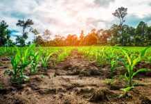 Togo : le gouvernement annonce une nouvelle enjambée vers l’autosuffisance alimentaire