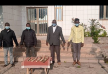 Togo : 4 trafiquants d’ivoire condamnés à 24 mois de prison dont 20 mois de sursis et une amende d’un million chacun