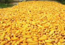 Togo : des semences pour 5 000 ménages vulnérables d’agriculteurs informels