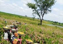 5 000 agriculteurs togolais bénéficiaires d’une solution d’irrigation basée sur l’énergie solaire