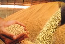 Filière Soja : une production ascendante au Togo