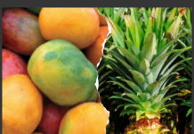 Professionnalisation des filières mangues et ananas au Togo