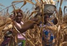 Le secteur agricole, source de bonheur au Togo