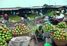 Togo : la production de mangues en augmentation